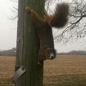 Meet your Posher, Owen